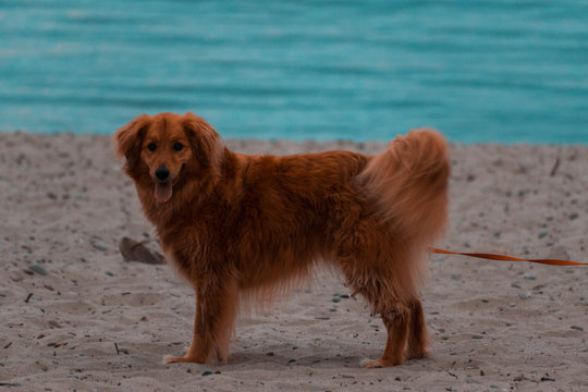 Dog on beach looking at camera