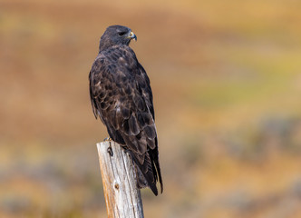 A Beautiful Red-tailed Hawk Perched on a Fence Post