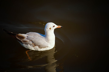 Seagull flying on sea with silhouette warm sunset background 