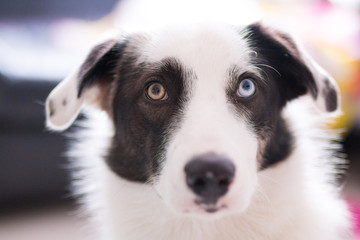 Retrato de un perro Border collie  de tipo merle con heterocromia. Mascota curiosa. Color de ojos...