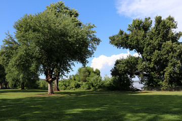Tree in park with blue sky