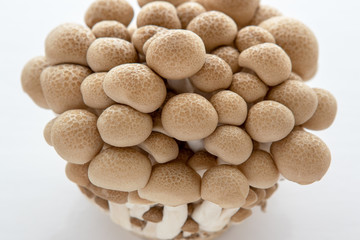 しめじの写真素材