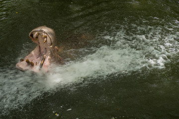 Hippopotamus in the water