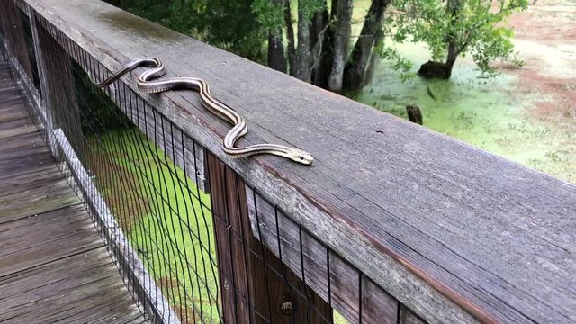 Garter Snake slithering along wooden fence on a bridge over a bayou