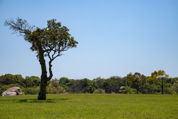 A silhouetted symbol tree in the lawn open space,Sakaide city,Shikoku,Japan