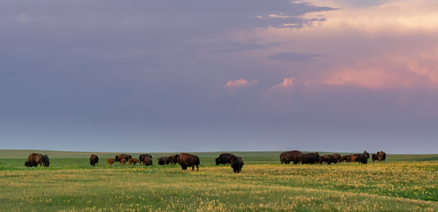 Evening Light Shines Over Herd of Grazing Bison