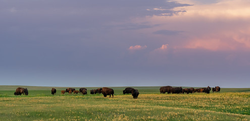 Evening Light Shines Over Herd of Grazing Bison © kellyvandellen
