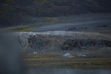 A polar bear eating small reindeer.