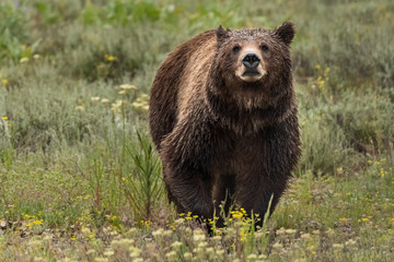 Obraz na płótnie Canvas Face View of Grizzly Bear