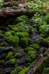 Moss and Ferns in Colorado Mountains