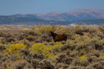 Wild Mustangs on the Colorado High Plains