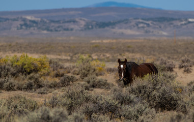 Wild (Feral) Mustangs in the Colorado High Desert