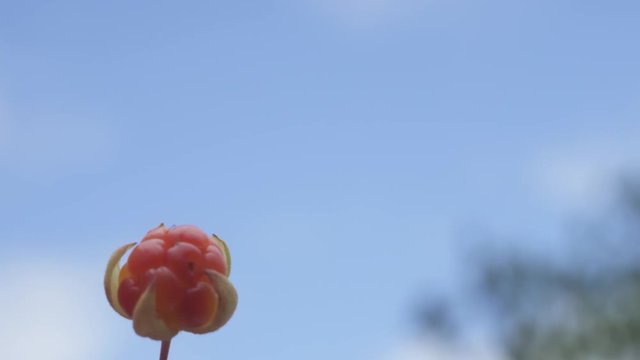 A nature shot of the sky and trees in the background with a cloudberry witch is a specific swamp berry you can find in Latvia