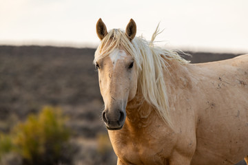 Obraz na płótnie Canvas Wild (Feral) Mustangs in the Colorado High Desert