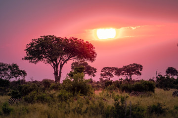 Pink sunset with zebras in the background during an African sunset while on Safari. 