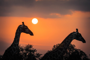 Silhouette of African Giraffes while on safari in South Africa.  Beautiful sunset photography.  © David