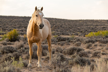 Wild (Feral) Mustangs in the Colorado High Desert