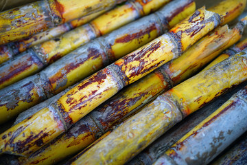 Sticks of fresh sugar cane at a market in Hawaii