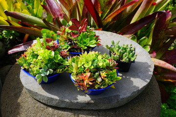 Floral arrangement of green rosettes of succulent plants in a garden pot