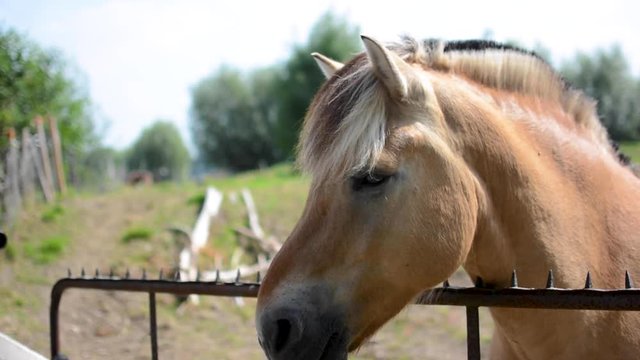 Shot of a horse staring in front of him.