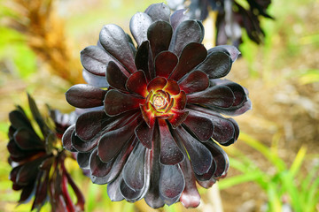 Black succulent plant Aeonium arboreum 'Zwartkop' (Black Rose) 
