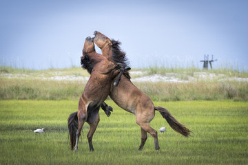 Horse Fight
