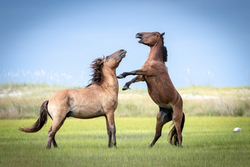Horse Fight