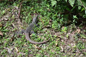 reptile on the grass