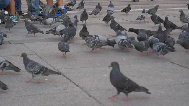Pidgin walking on the streets in front of Duomo, Milan.