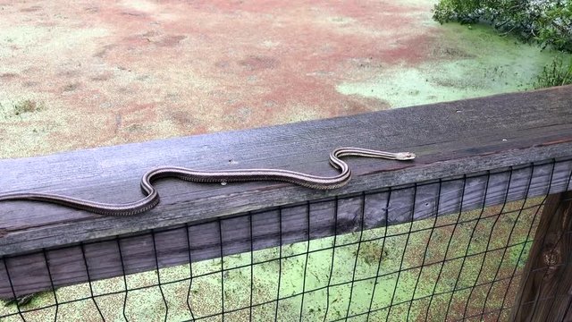 Garter Snake slithering along wooden fence on a bridge over a bayou follow shot