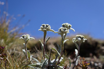 Alpine flower, Leontopodium alpinum (Edelweiss) with blue sky as background. Copy space.