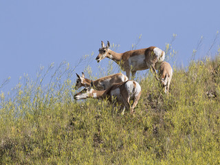 pronghorn antelope herd at Yellowstone national park