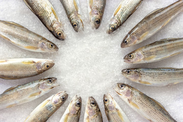 Siberian River Grayling lined in a circle on white coarse-grained salt crystals, top view, copy space