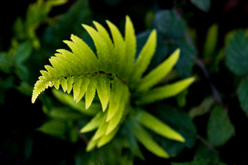 Twisty spiral fern growing
