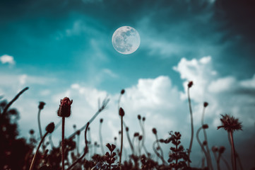 Night sky with cloudy and moon over silhouette of flowers.