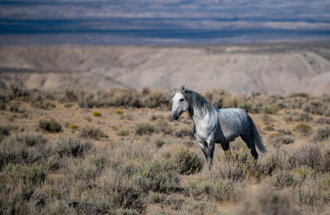 Wild (Feral) Mustangs in the Colorado High Desert