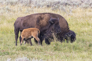 Buffalo family with calf, Yellowstone national park