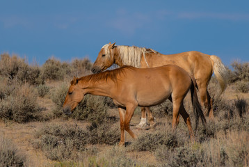 Wild (Feral) Mustangs in the Colorado High Desert