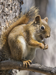 American red squirrel (Tamiasciurus hudsonicus) or pine squireel