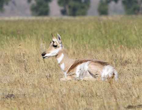 pronghorn antelope resting in preria at Yellowstone national park