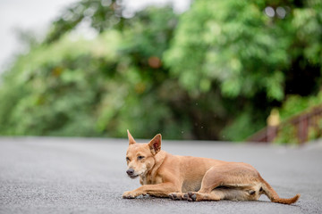 Dogs, animal backgrounds, Thai dog are waiting for the owner or waiting to play with the dog...