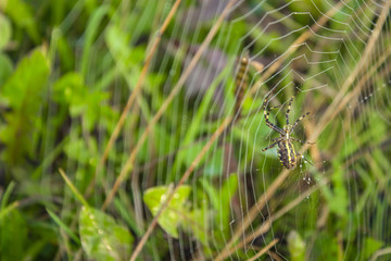 spiderweb on grass