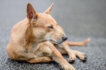 Dogs, animal backgrounds, Thai dog are waiting for the owner or waiting to play with the dog together, most of the owners will take a walk in the morning while exercising or walking in the evening.