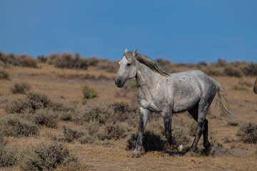 Obraz na płótnie Canvas Wild (Feral) Mustangs in the Colorado High Desert