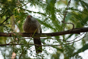 bird on branch