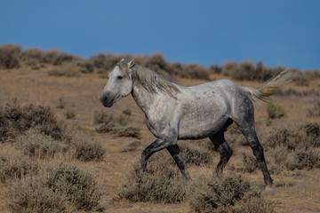 Obraz premium Wild (Feral) Mustangs in the Colorado High Desert