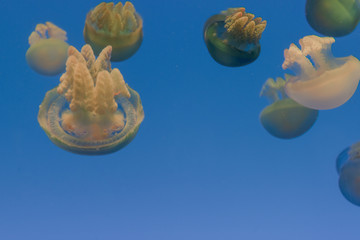 jellyfish in the aquarium