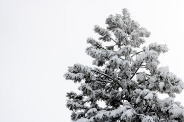 Single large coulter pine tree covered in heavy wet snow
