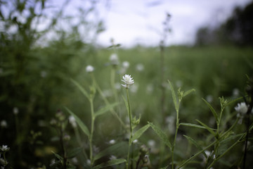grass and flowers