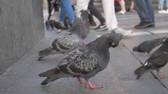 Pidgin cleaning itself in Milan, Italy.